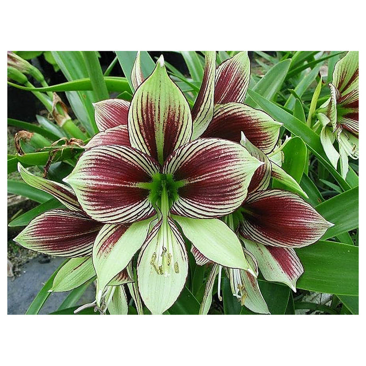 Light Green Hippeastrum Rutilum Flower Seeds for Planting – Heirloom Non-GMO High Germination Amaryllis Seeds | Neera Seeds product photo [neera-v4-01d9629d98d4bf7a0f5d]