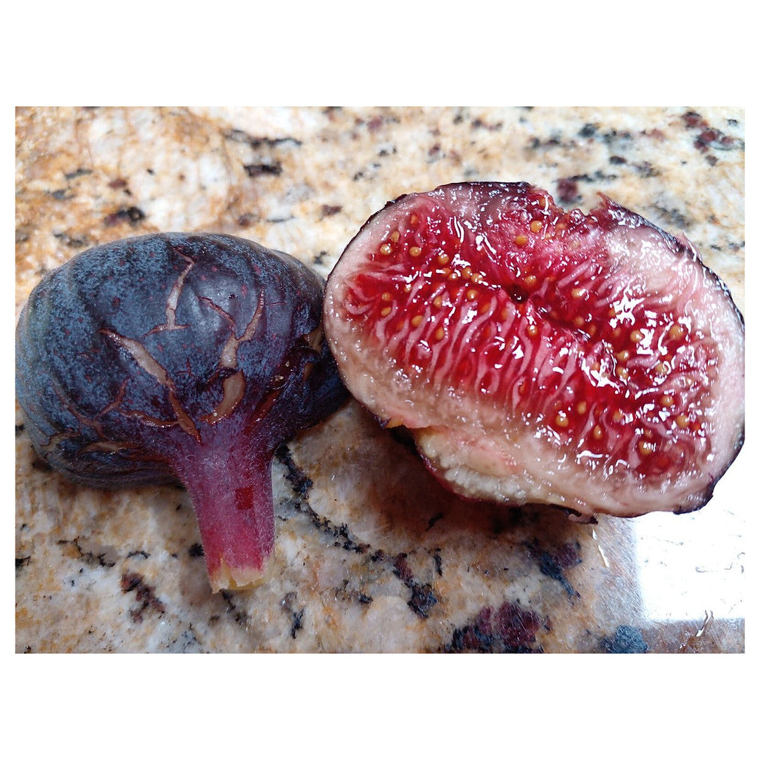 Cherry Cordial Fig Seeds for Planting – Heirloom, Non-GMO, High Germination Organic Garden Seeds for Sweet Figs | Neera Seeds product photo [neera-v4-01e009da2430079d614b]