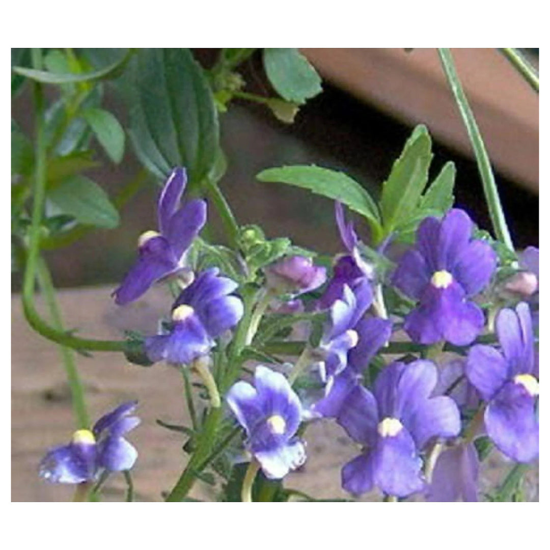 Fairy Mirror Blue Gem Flower Seeds for Planting – Heirloom, Non-GMO, High Germination Organic Garden Seeds | Neera Seeds product photo [neera-v4-01f55b1cd0a558d8f627]