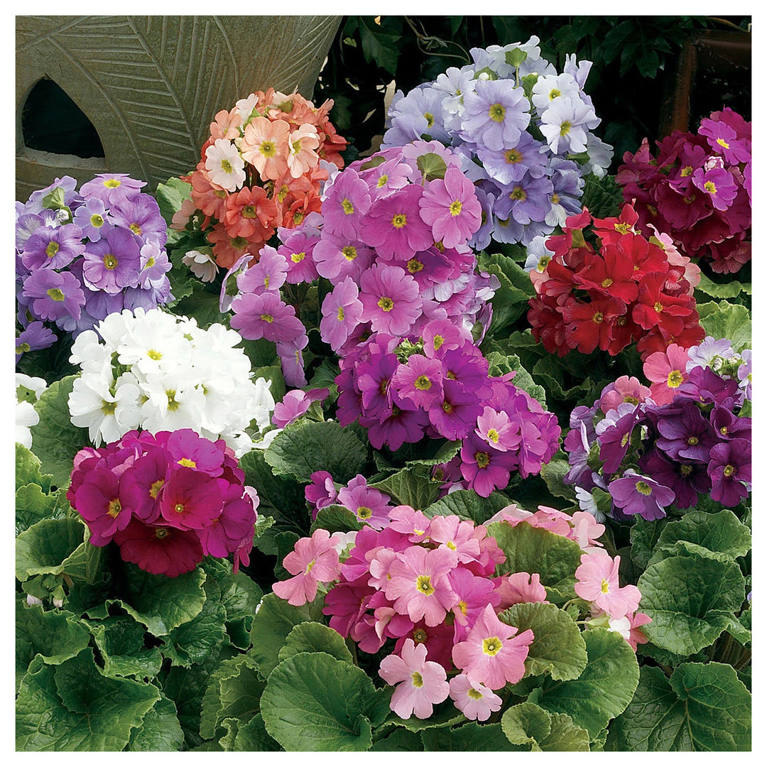 Heirloom Non-GMO Violet Primula Obconica Flower Seeds for Garden Planting – Primrose Seeds | Neera Seeds product photo [neera-v4-01f58f4cbc0a12e63dd2]