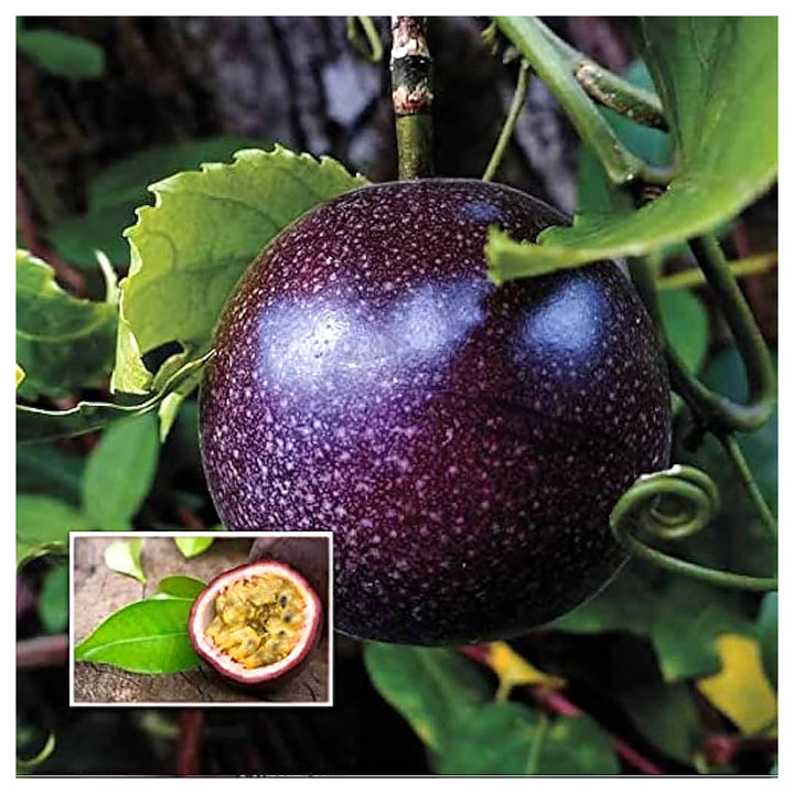 Black Passion Fruit Seeds for Planting – Heirloom Non-GMO High Germination Organic Garden Seeds | Neera Seeds product photo [neera-v4-0203cf640fc362e3d55d]