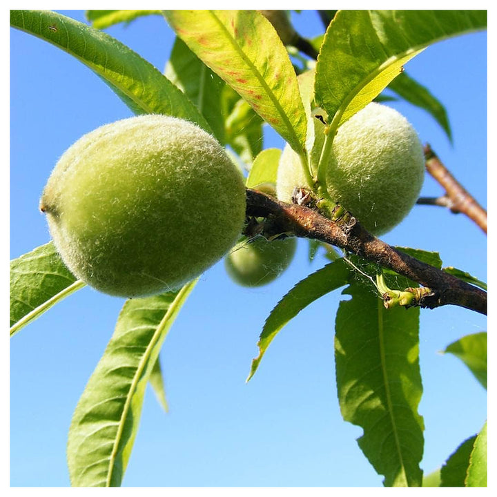 Green Peach Fruit Seeds for Planting – Grow Juicy, Unique Peaches, Heirloom &amp; Non-GMO Seeds for Your Garden | Neera Seeds product photo [neera-v4-020b158498fd06d79de5]