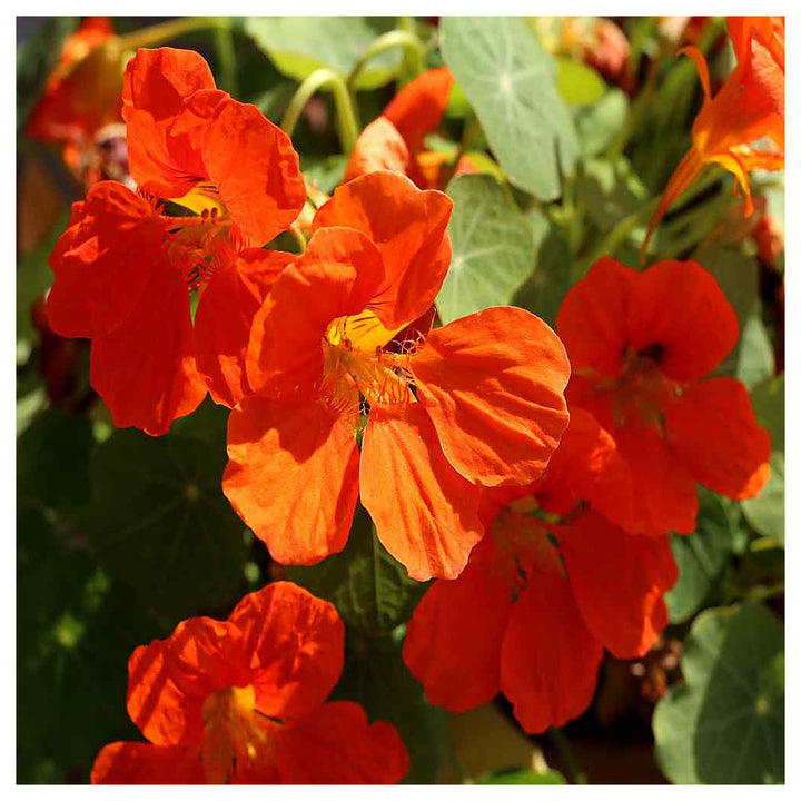 Dark Orange Nasturtium Flower Seeds for Planting – Heirloom, Non-GMO, High Germination Organic Garden Seeds | Neera Seeds product photo [neera-v4-023b21755996329587cc]