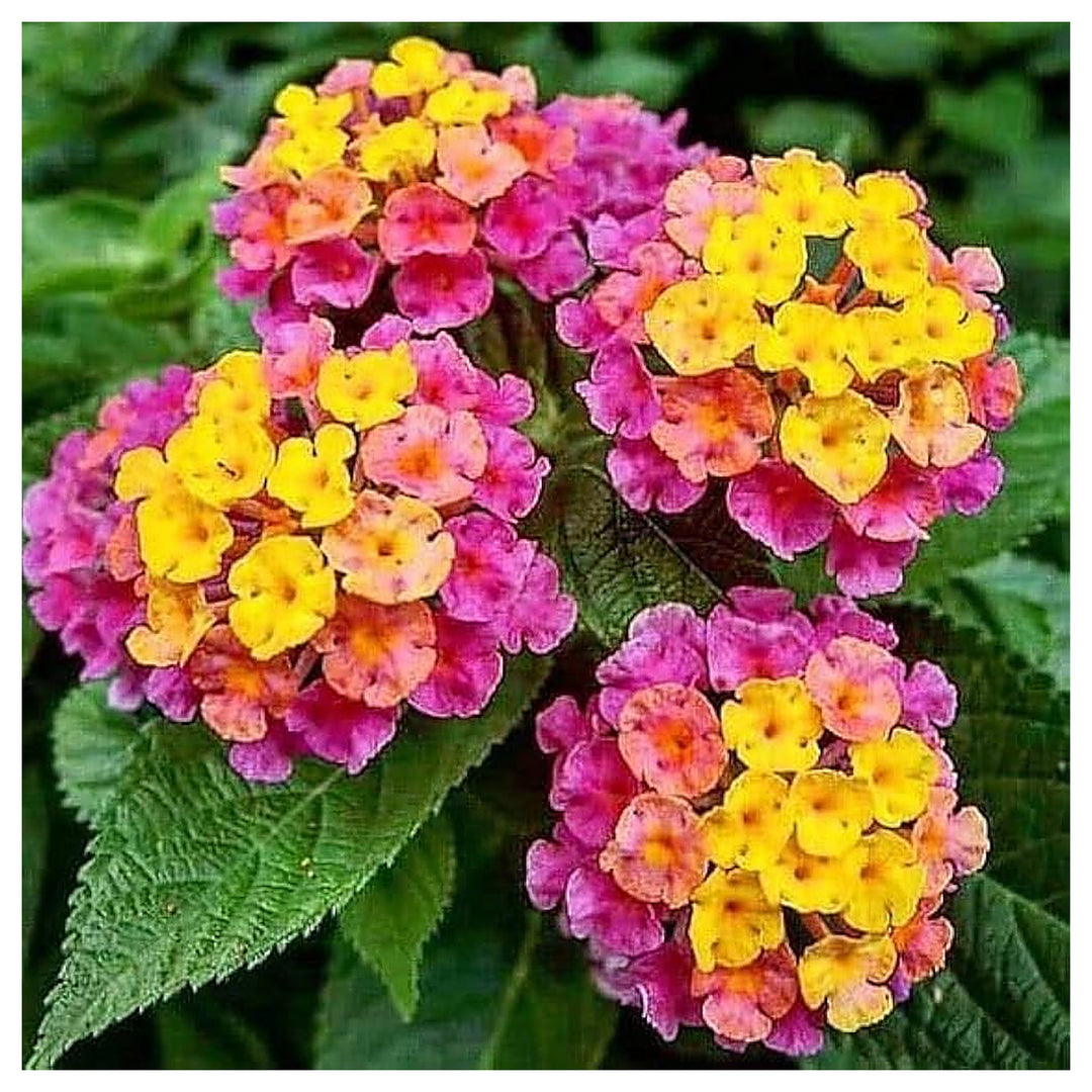 Mixed Rose &amp; Lantana Heirloom Non-GMO Seeds for Planting | Neera Seeds product photo [neera-v4-025fac206d5e2e9e0b7f]
