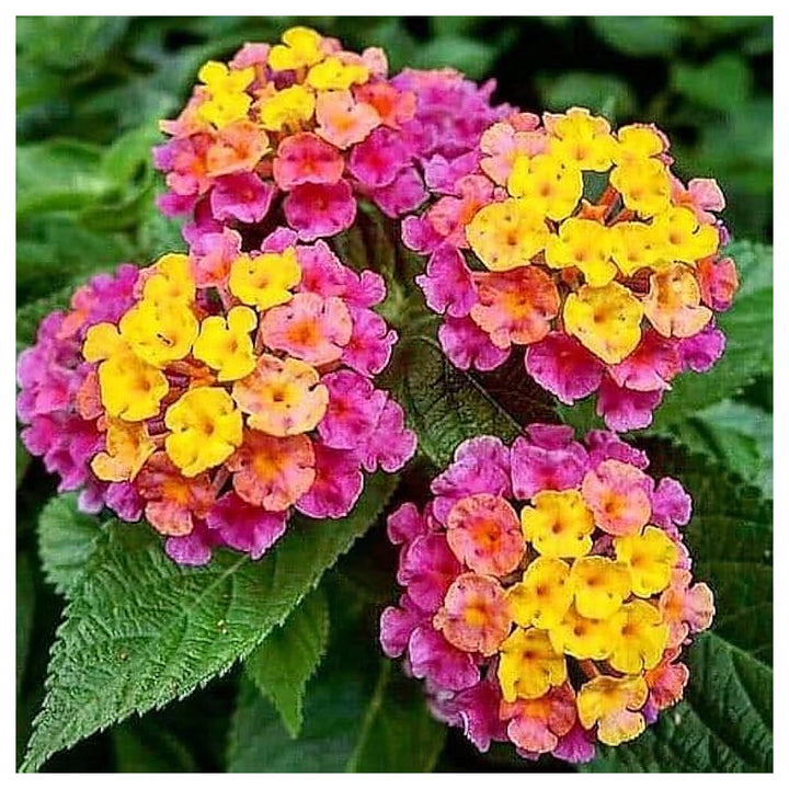 Mixed Rose &amp; Lantana Heirloom Non-GMO Seeds for Planting | Neera Seeds product photo [neera-v4-025fac206d5e2e9e0b7f]
