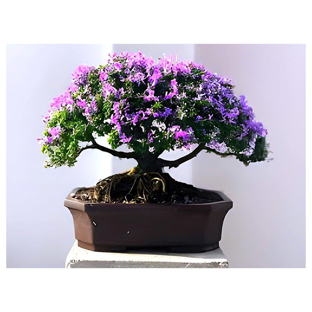 Heirloom Non-GMO Bonsai Tree Seeds for Planting – Miniature Ornamental Tree Seeds | Neera Seeds product photo [neera-v4-028b875a48ae133a1611]