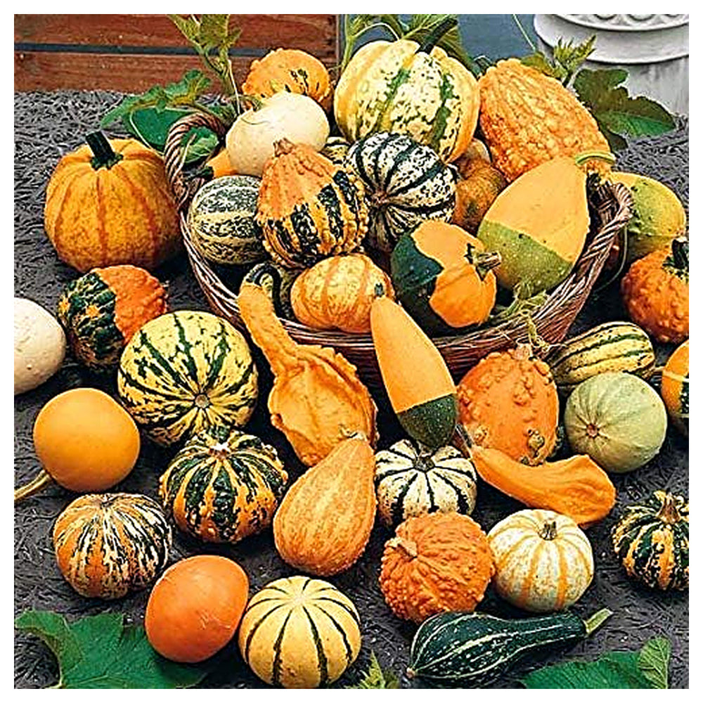 Ornamental Pumpkin Seeds Mix for Planting – Organic, Heirloom, Non-GMO, High Germination Decorative Garden Seeds | Neera Seeds product photo [neera-v4-028b9d021aa9c2813d10]