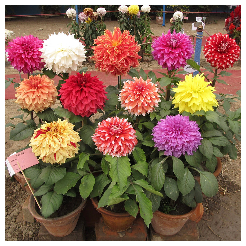 Giant Flower Seeds – Heirloom Non-GMO Seeds for Planting Bold and Colorful Garden Blooms | Neera Seeds product photo [neera-v4-0293c2c7a12d5079a17d]