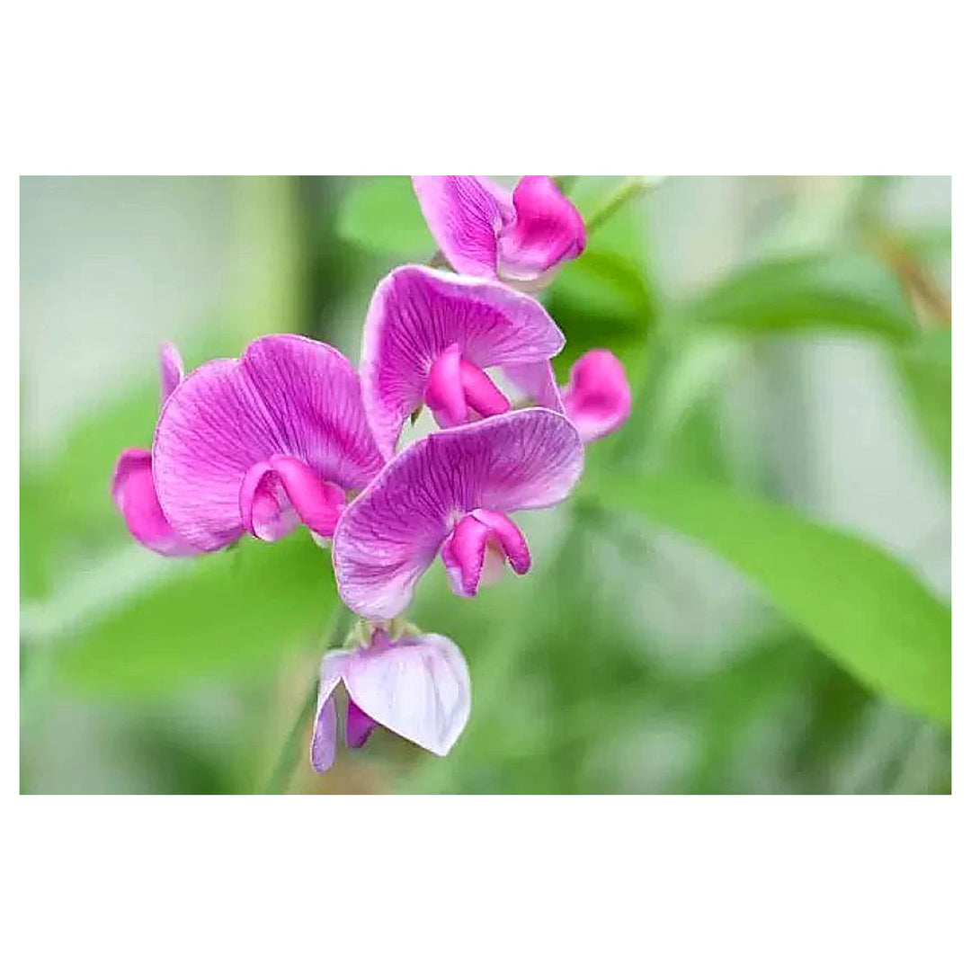 Sweet Pea Flower Seeds for Planting – 100 pcs Heirloom Non-GMO High Germination Organic Garden Blooms | Neera Seeds product photo [neera-v4-0295be90578b81cc7d82]