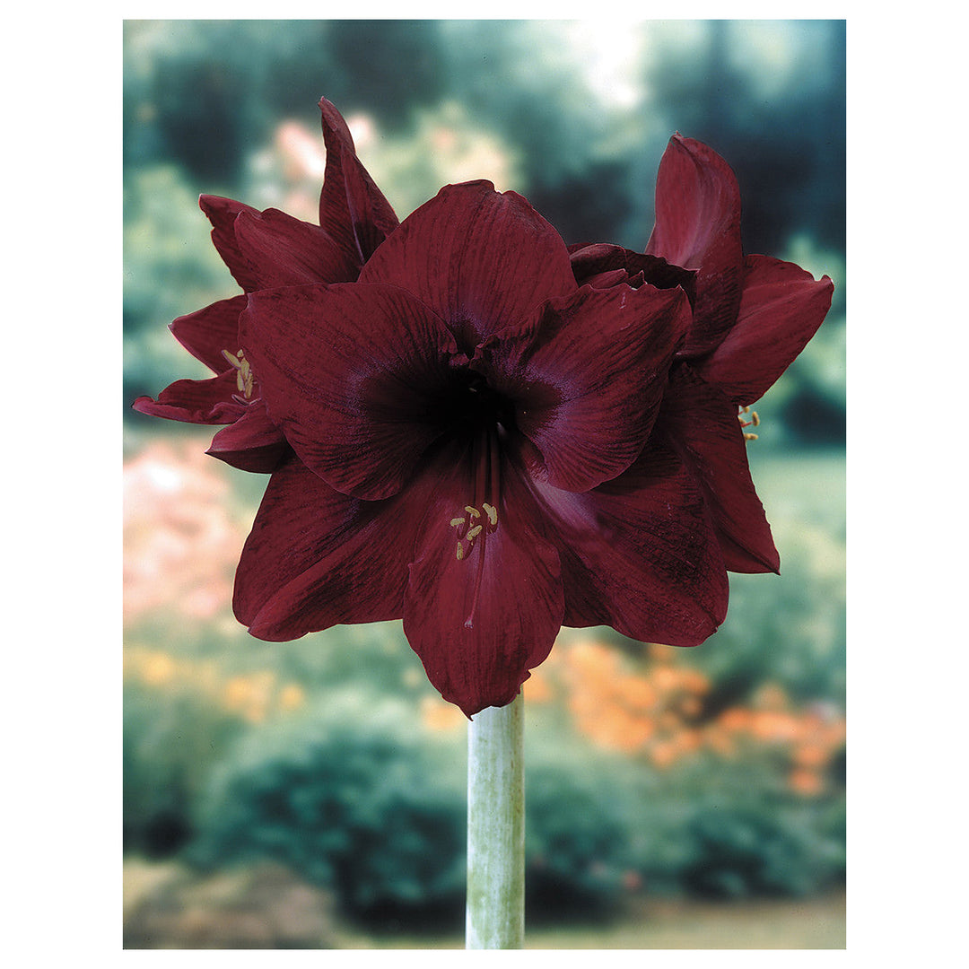 Heirloom Non-GMO Maroon Amaryllis Flower Seeds – Bold Blooming Bulb Seeds for Home Gardens | Neera Seeds product photo [neera-v4-02b9703e5f9e04ec1e0a]