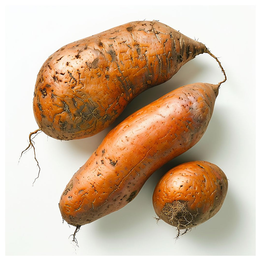 Brown Sweet Potato Seeds for Planting – Heirloom, Non-GMO, High Germination Organic Garden Seeds, High-Yield | Neera Seeds product photo [neera-v4-02d371e54ab3d152864f]