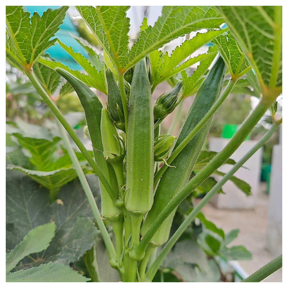 Hybrid Okra (Summer Variety) Seeds for Planting – Early Maturing, High Yield, Heat-Tolerant Variety for Spring & Su | Neera Seeds product photo [neera-v4-02da49b98467bee971a5]