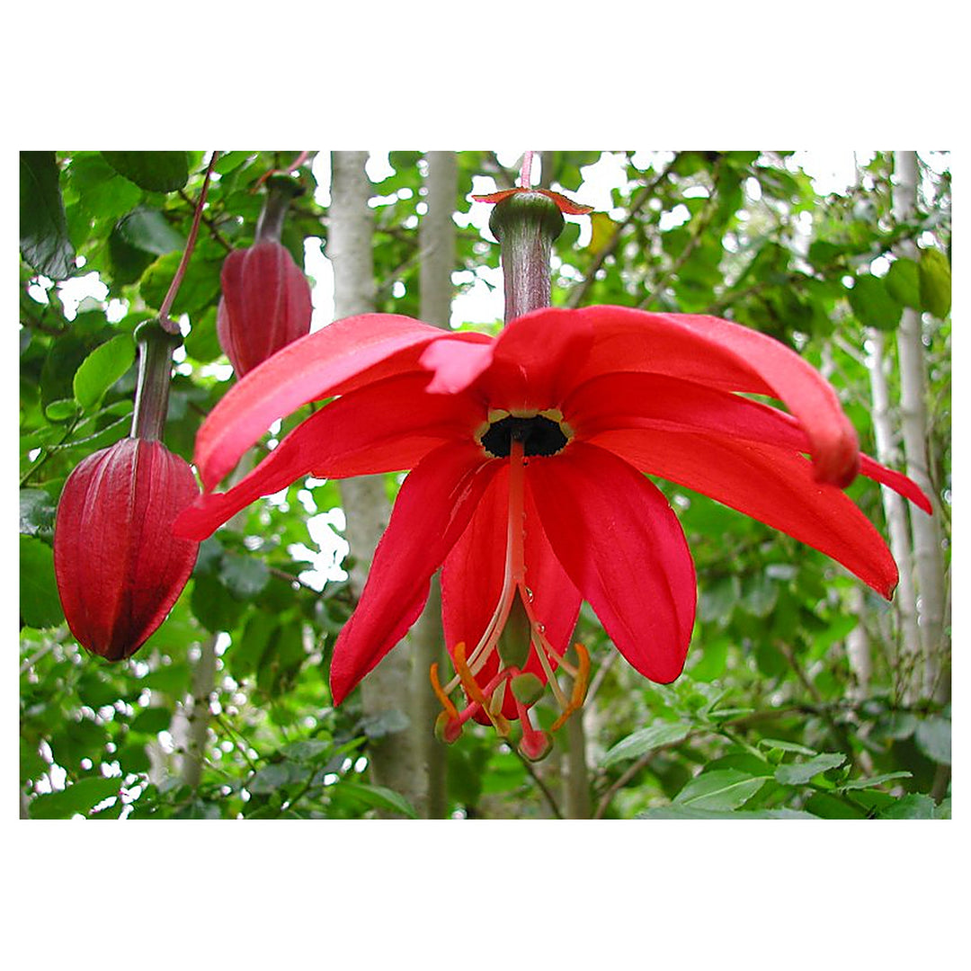 Heirloom Non-GMO Passiflora Parritae Flower Seeds for Planting – Exotic Passionflower Blooming Seeds, High Germinat | Neera Seeds product photo [neera-v4-02f230e542a96e85b3bc]
