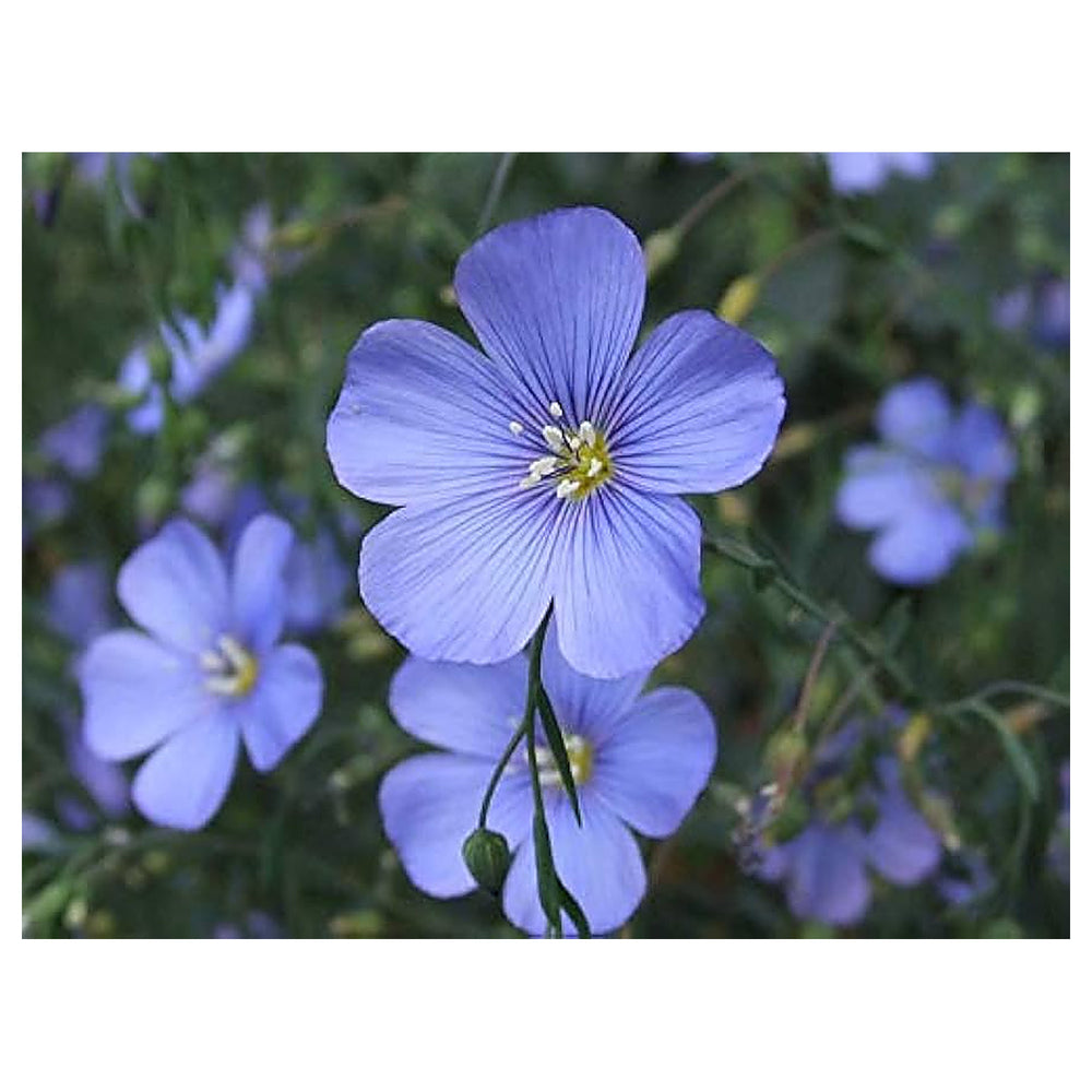 Blue Linum Lewisii Flower Seeds for Planting – Perennial Wildflower with Vibrant Sky-Blue Blooms | Neera Seeds product photo [neera-v4-030e9f68d61eac9e597c]