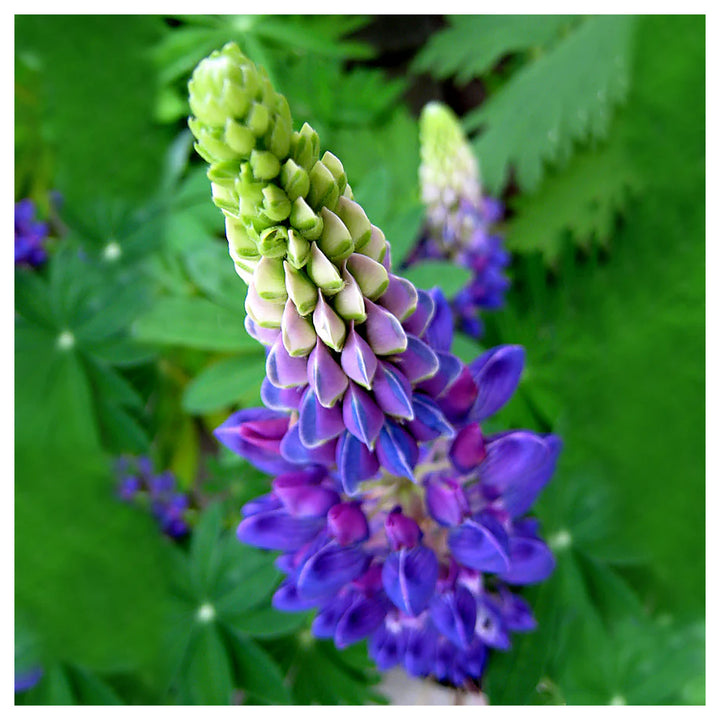 Heirloom Non-GMO Blue Lupine Flower Seeds for Pollinator Gardens and Vibrant Outdoor Planting | Neera Seeds product photo [neera-v4-030f2e80fe94162132f7]