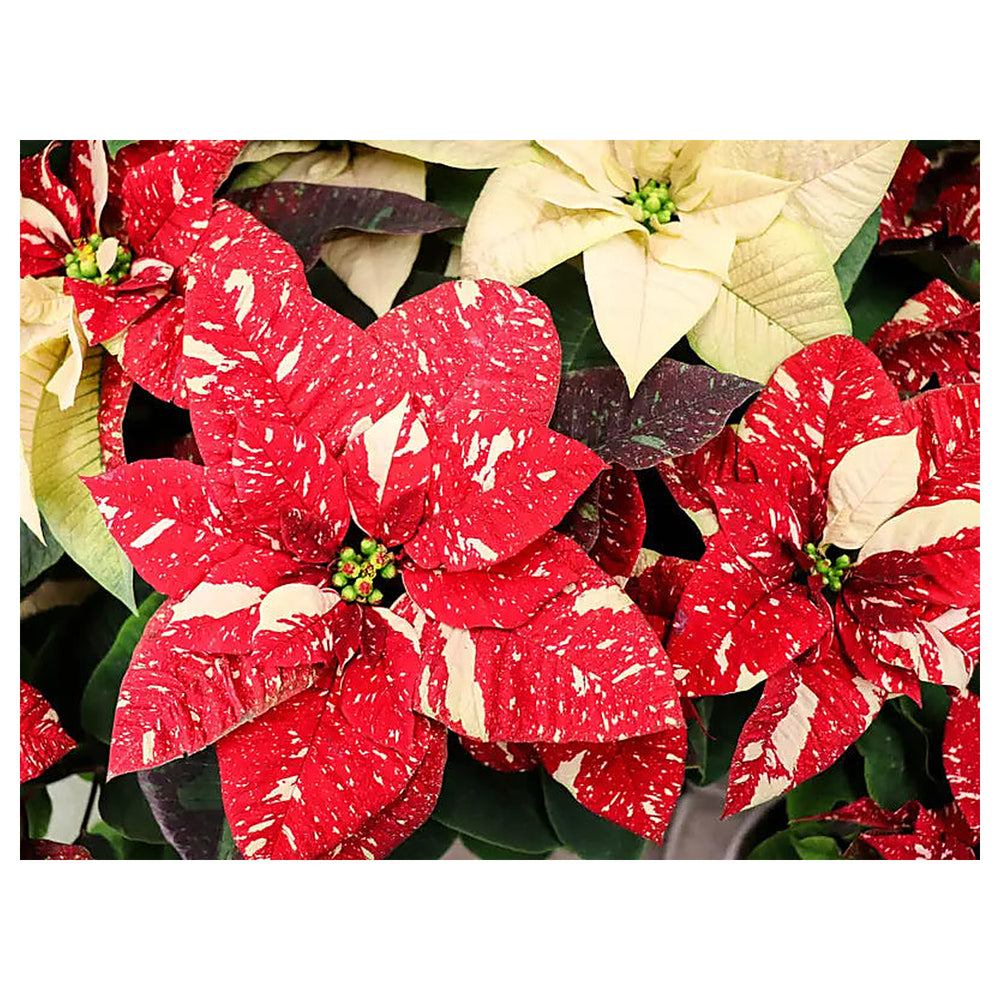 Red White Poinsettia Flower Seeds – Heirloom Non-GMO Seeds for Planting | Festive Organic Garden Seeds | High Germi | Neera Seeds product photo [neera-v4-0315e2aad7ecc084d95d]