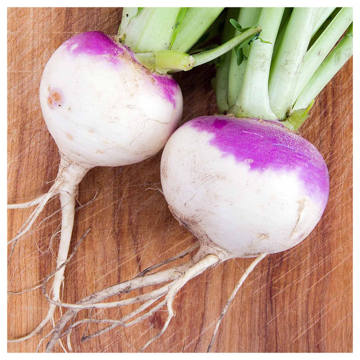 Rutabaga American Purple Seeds – Heirloom, High-Yield Root Vegetable for Home Gardens | Neera Seeds product photo [neera-v4-032566fe353088a70b8e]