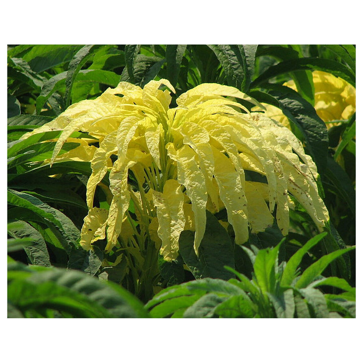 Yellow Amaranthus Amaranthus Tricolor Josephs Coat Leaf For Planting Ornamental Foliage For Garden | Neera Seeds product photo [neera-v4-0328b57afc82919ceeb4]