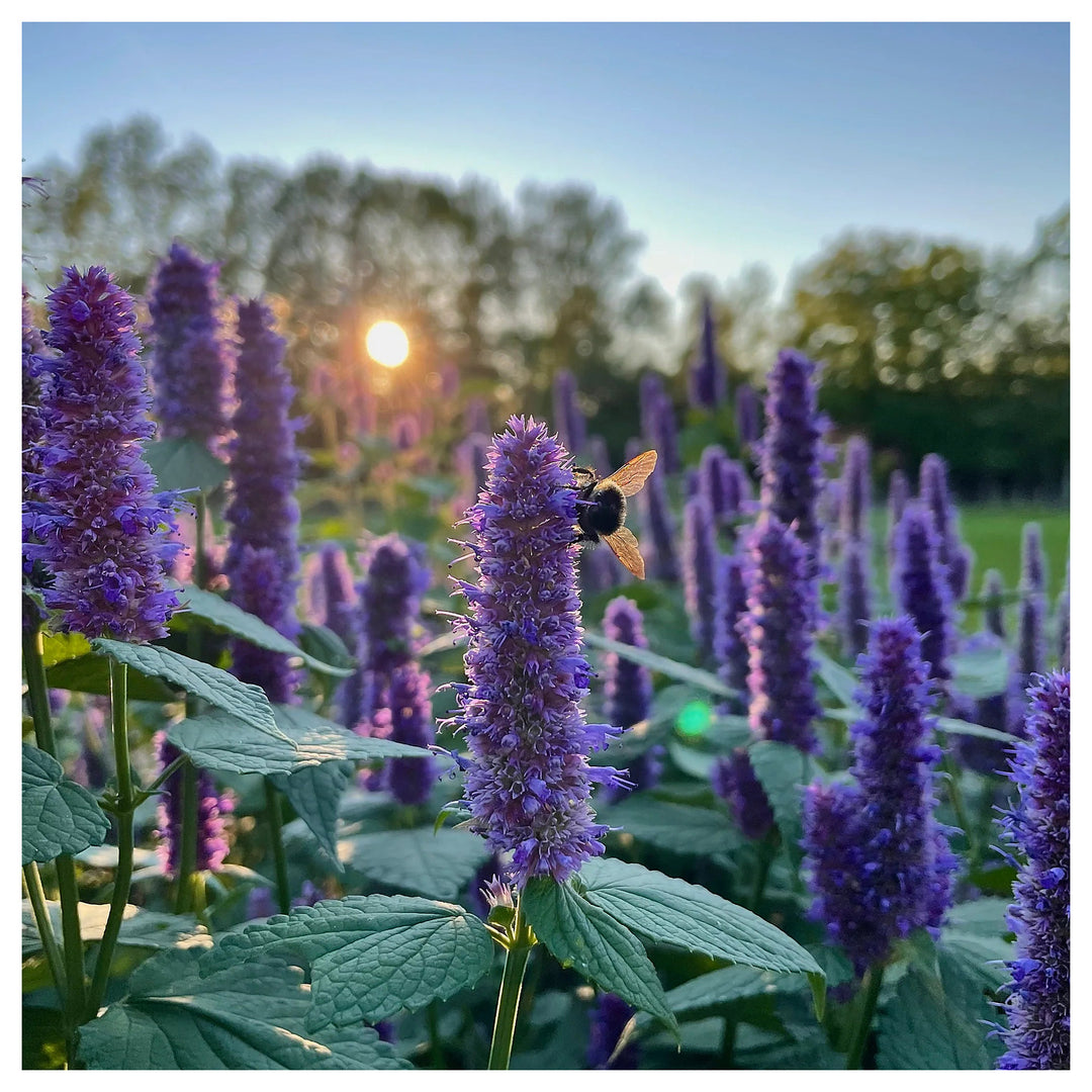 Giant Anise Hyssop Flower Seeds – Heirloom, Non-GMO Herb Seeds for Pollinator-Friendly Planting | Neera Seeds product photo [neera-v4-032ee80fe49786ee132a]