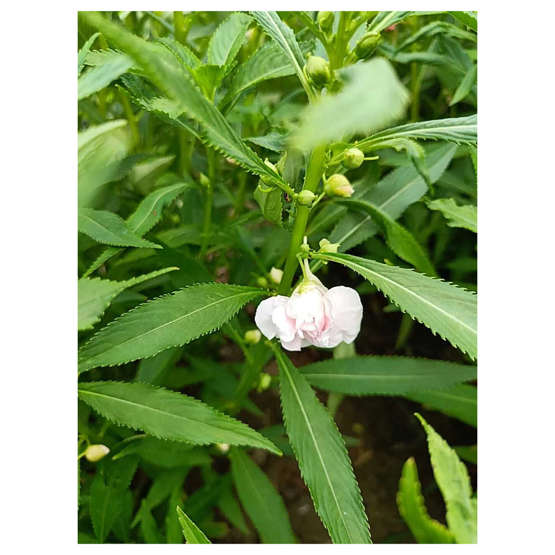 White Balsam Camellia Flower Seeds for Planting – Heirloom, Non-GMO, Organic Garden &amp; Pot Plant Seeds, High Germina | Neera Seeds product photo [neera-v4-0346c46d7b036986f684]