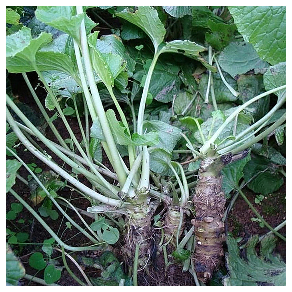 Horseradish Root Seeds for Planting – Heirloom, Non-GMO Perennial Vegetable for Culinary & Medicinal Use | Neera Seeds product photo [neera-v4-034fc923973d92ee7b9e]