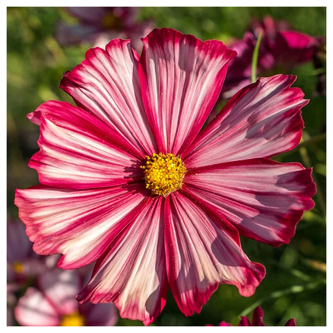 Cosmos Velouette Flower Seeds for Planting – Vibrant Blooms, Non-GMO, Heirloom Seeds | Neera Seeds product photo [neera-v4-035d933c2996d9b83ace]