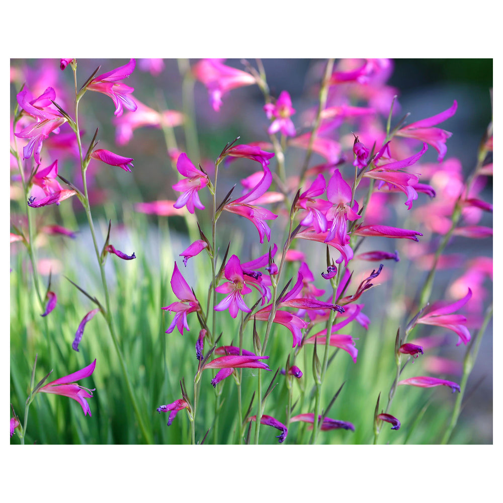 Heirloom Gladiolus Italicus Flower Seeds, Non-GMO Wild Gladiolus Blooms for Vibrant Garden Planting | Neera Seeds product photo [neera-v4-035dafcc46537093226e]
