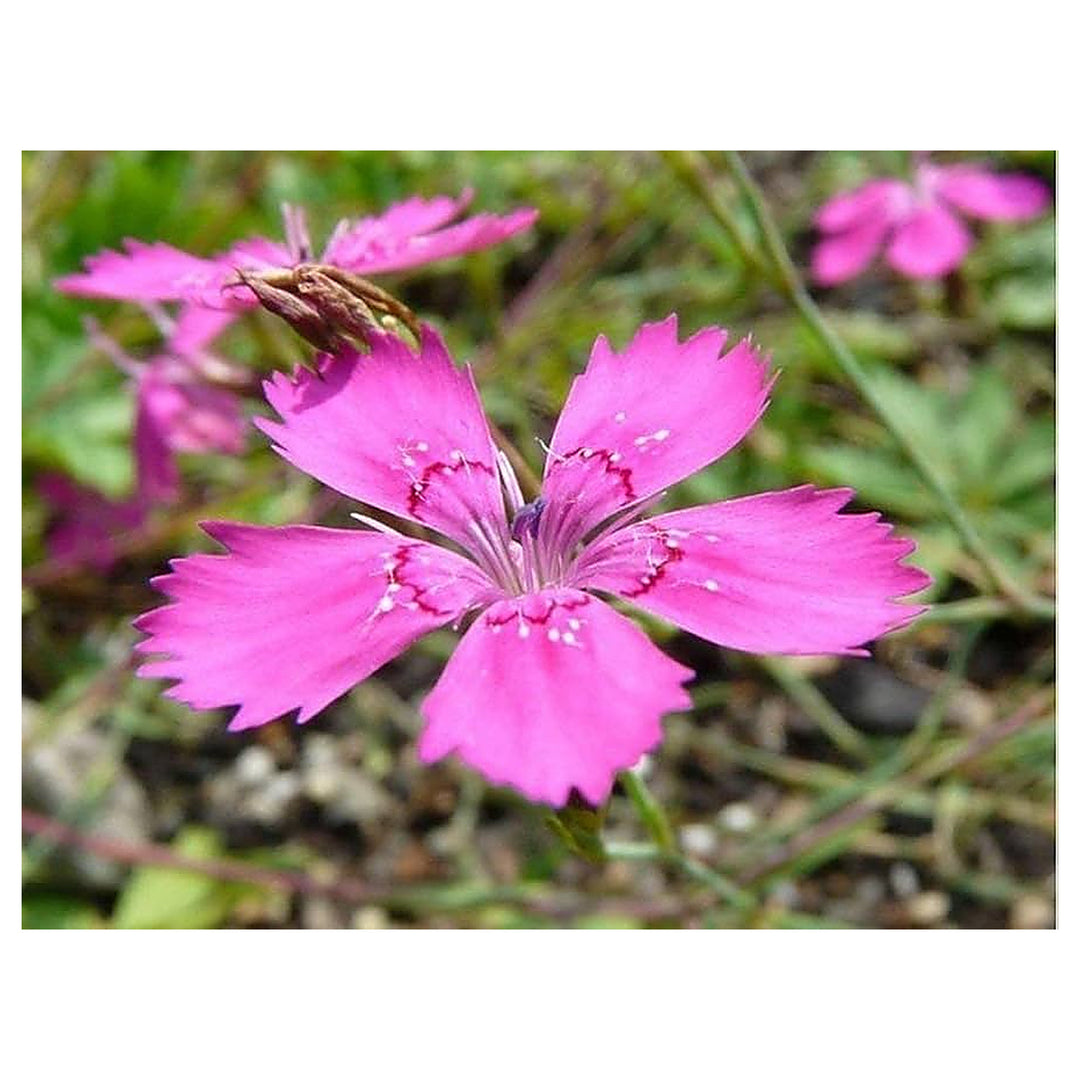 Pink Dianthus Dianthus Deltoides Maiden Flower For Planting Low Growing Variety For Edging Rock | Neera Seeds product photo [neera-v4-036277999af170c1210e]