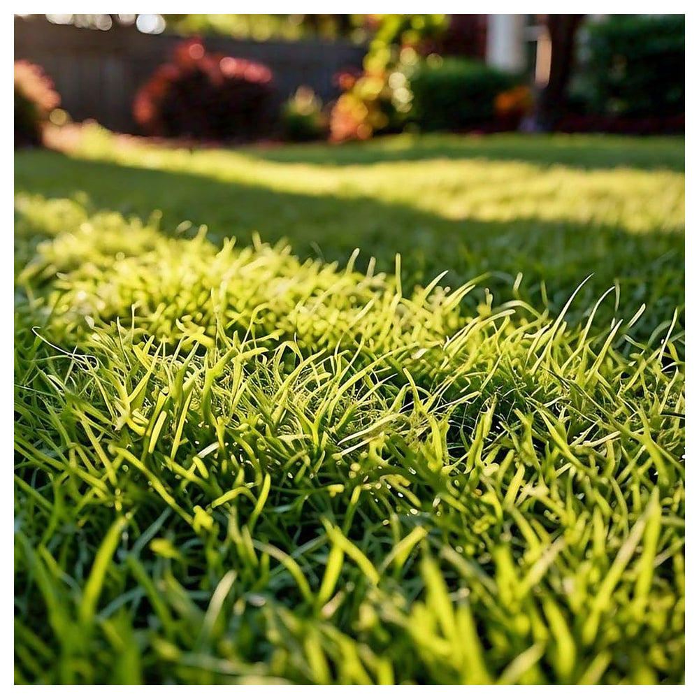 Zoysia Grass Seeds – Premium Lawn Solution for Lush Green Yards | Neera Seeds product photo [neera-v4-03725e42484a627ab6a2]