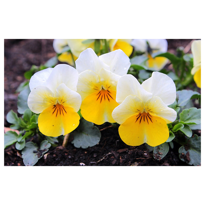 Yellow White Pansy Flower Seeds for Garden Planting – Non-GMO High Germination Organic Garden Seeds | Neera Seeds product photo [neera-v4-037359063482595987cc]