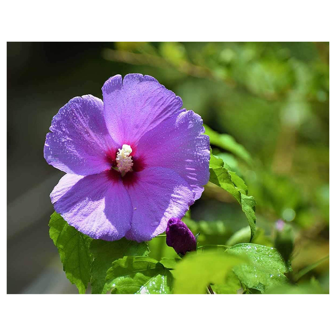 Heirloom Non-GMO Lavender Hibiscus Flower Seeds for Garden Planting | High Germination Organic Garden Seeds – Tropi | Neera Seeds product photo [neera-v4-03933a93c5327aa70d7f]