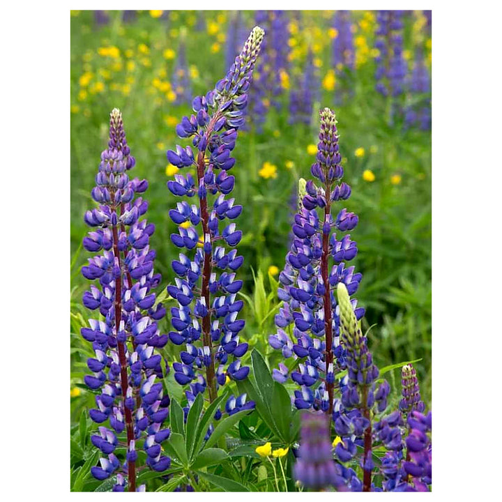 Thick Blue Lupine Flower Seeds for Planting – Heirloom, Non-GMO, High Germination Garden Seeds | Neera Seeds product photo [neera-v4-0395bf4216c6c3b5f758]