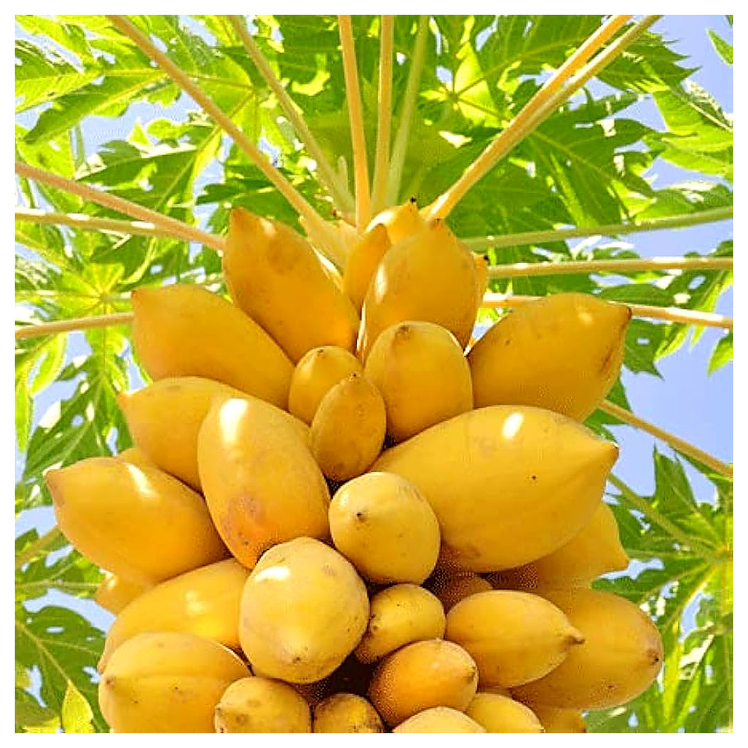 Light Yellow Papaya Fruit Seeds – Heirloom & Non-GMO Seeds for Sweet Yellow Papayas in Tropical Gardens | Neera Seeds product photo [neera-v4-039e99db1d992e134ea4]