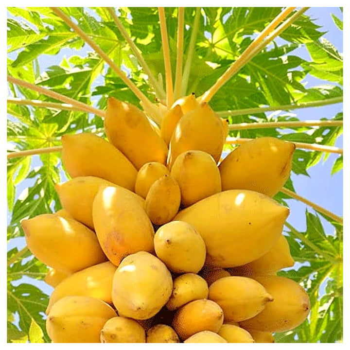 Light Yellow Papaya Fruit Seeds – Heirloom &amp; Non-GMO Seeds for Sweet Yellow Papayas in Tropical Gardens | Neera Seeds product photo [neera-v4-039e99db1d992e134ea4]