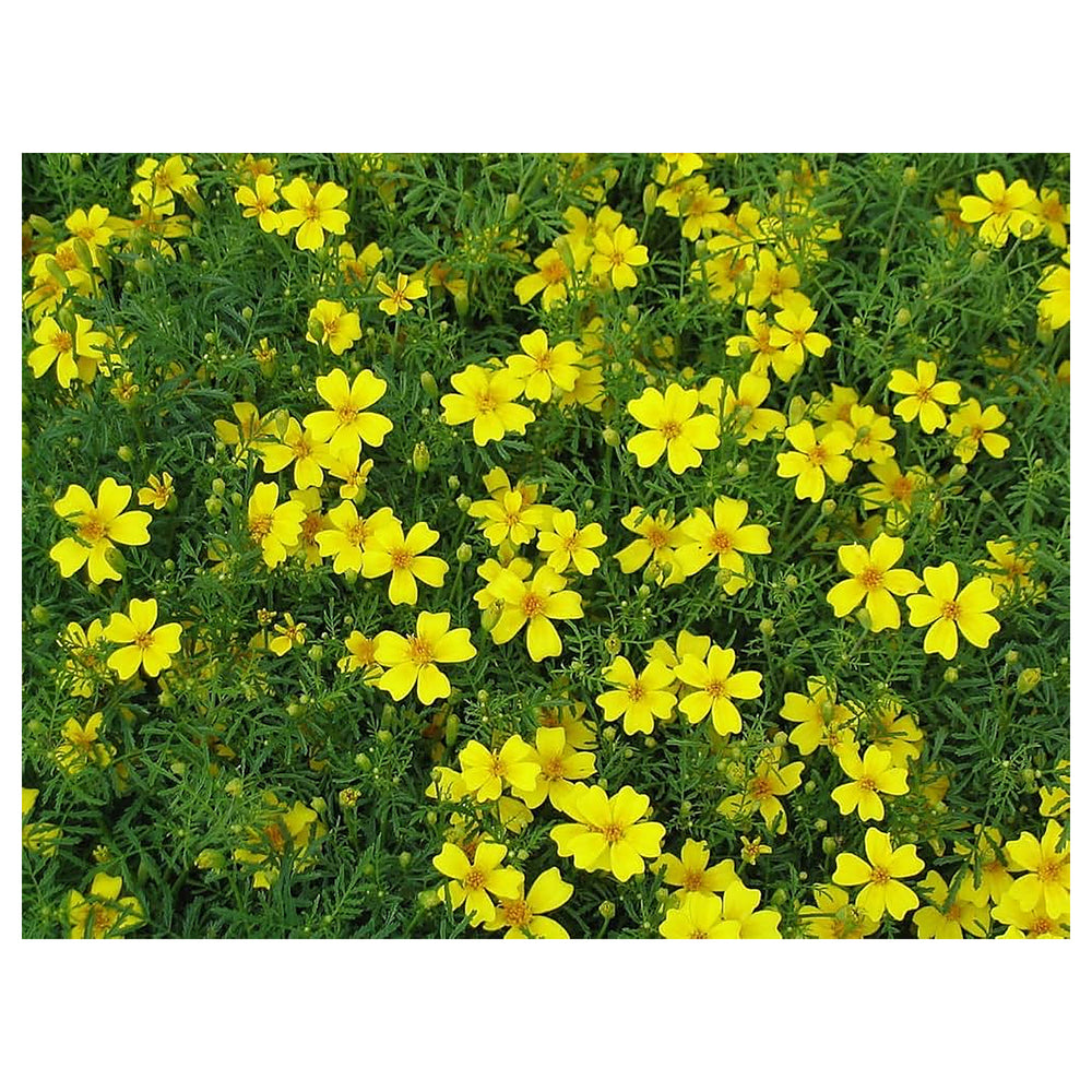 Yellow Lemon Marigold Flower Seeds – Heirloom Non-GMO Seeds for Garden Planting | Neera Seeds product photo [neera-v4-039eaaf97dcea56c03a4]