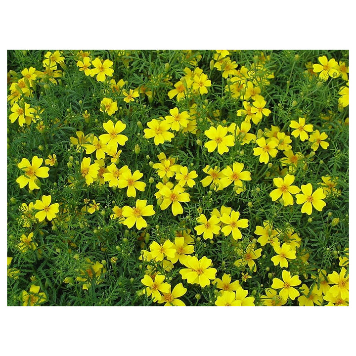 Yellow Lemon Marigold Flower Seeds – Heirloom Non-GMO Seeds for Garden Planting | Neera Seeds product photo [neera-v4-039eaaf97dcea56c03a4]