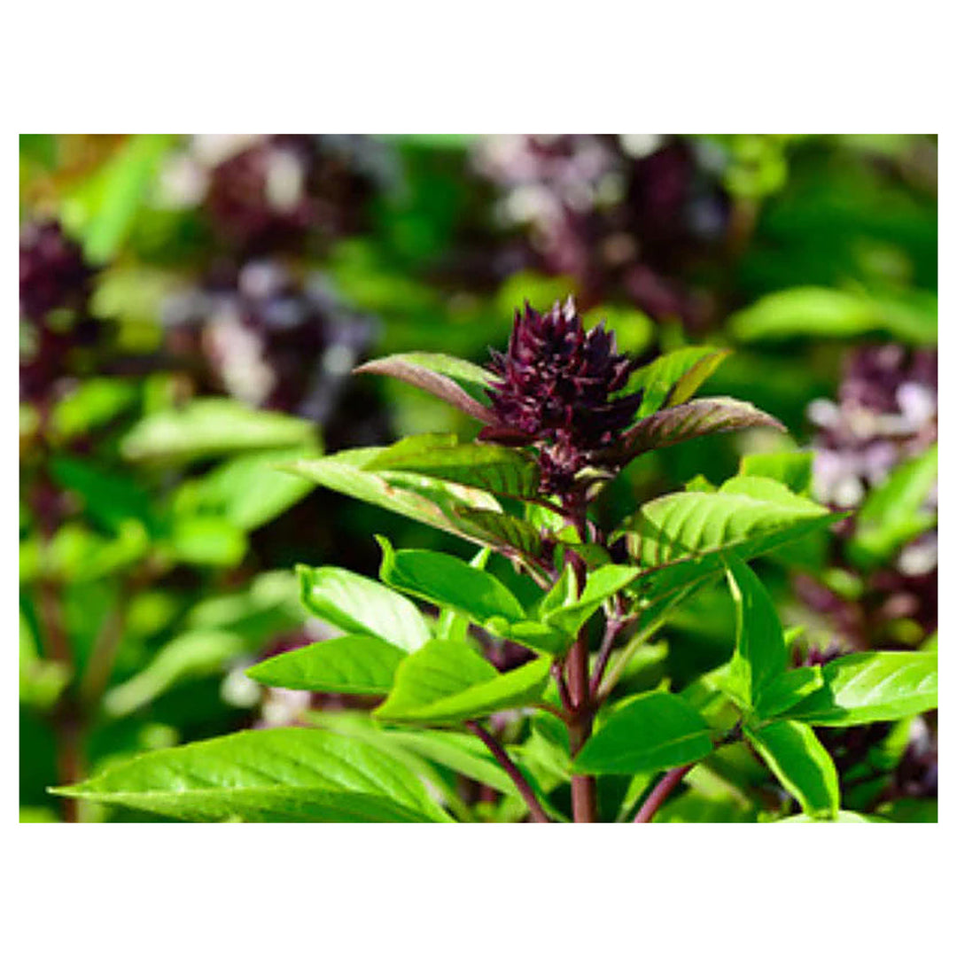 Thai Basil Herb Seeds for Planting – Heirloom, Non-GMO, High Germination Organic Garden Seeds for Culinary Use | Neera Seeds product photo [neera-v4-039f946ed8b1de5f2a39]