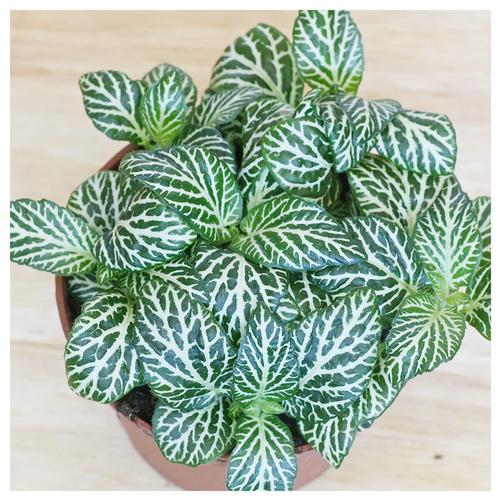 Fittonia Albivenis Seeds – Heirloom, Non-GMO White Nerve Plant Seeds for Indoor Planting | Neera Seeds product photo [neera-v4-03a2c9becbe313d4a727]