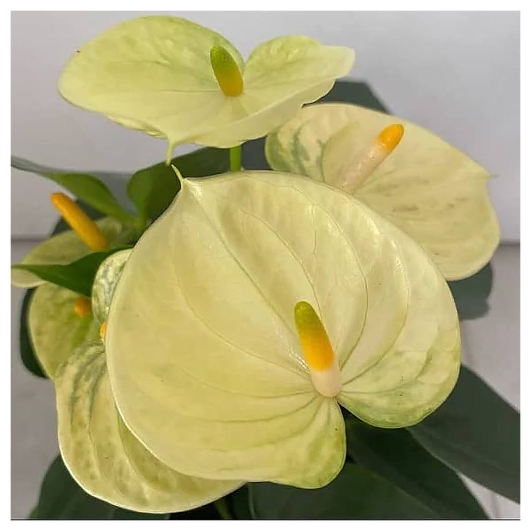 Organic Light Yellow Anthurium Linden Flower Seeds for Planting – Heirloom, Non-GMO, High Germination | Neera Seeds product photo [neera-v4-03b71e6ce9bcc3fe6086]