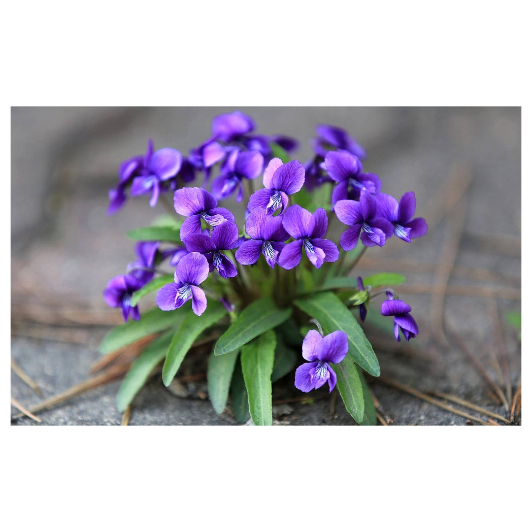 Viola Yedoensis Flower Seeds – Heirloom, Non-GMO, High Germination Organic Garden Seeds for Planting | Neera Seeds product photo [neera-v4-03b9f73b409dd7c017e2]