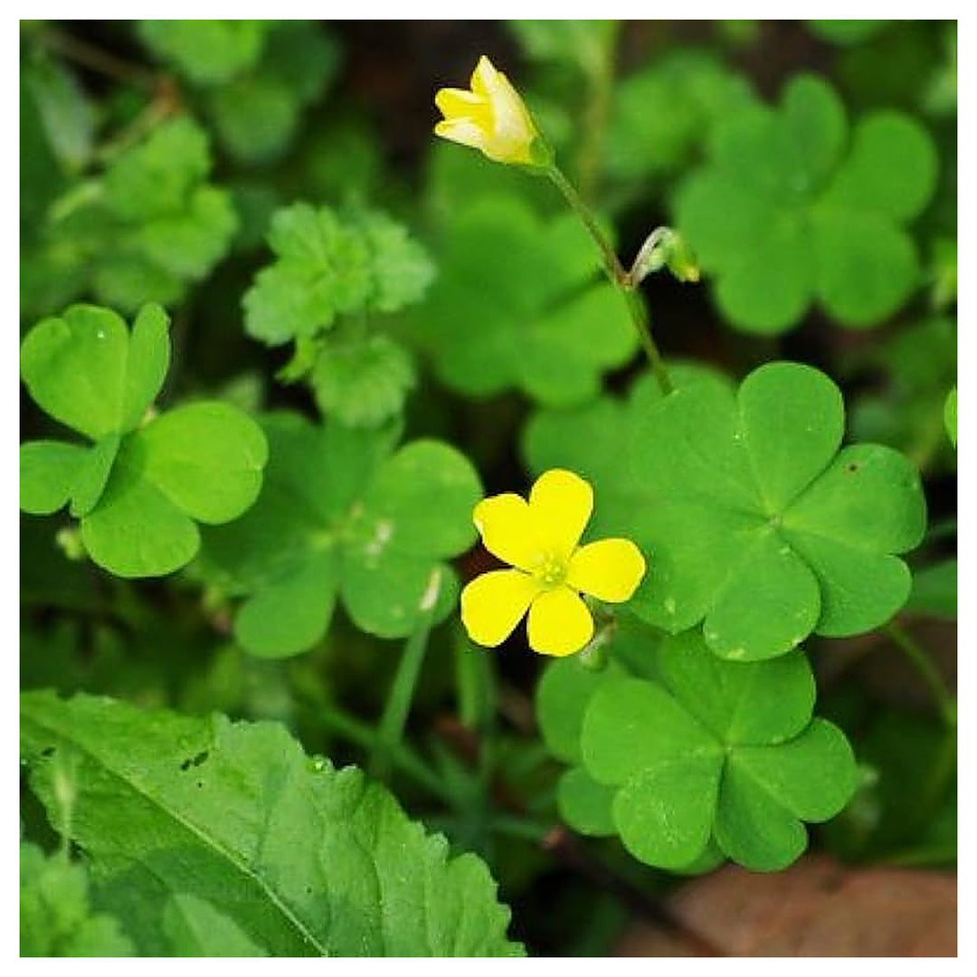 Green Leaf Clover Flower Seeds – Heirloom Non-GMO Lucky Blooms for Decorative Garden Ground Cover | Neera Seeds product photo [neera-v4-03c28659bf9f3014fe04]