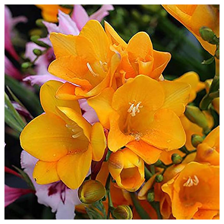Freesia Freesia Spp Flower For Planting Flower Seeds for Home Garden Planting, Ornamental Organic | Neera Seeds product photo [neera-v4-03d07312cdeca8604982]