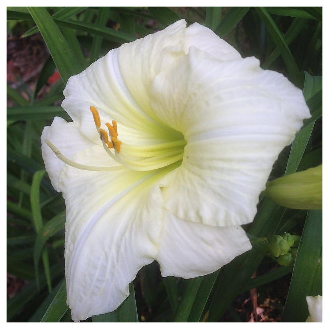 Heirloom Hemerocallis Lady Elizabeth Flower Seeds for Planting – Non-GMO Garden Blooms | Neera Seeds product photo [neera-v4-03d1bf88552fff97fd6f]