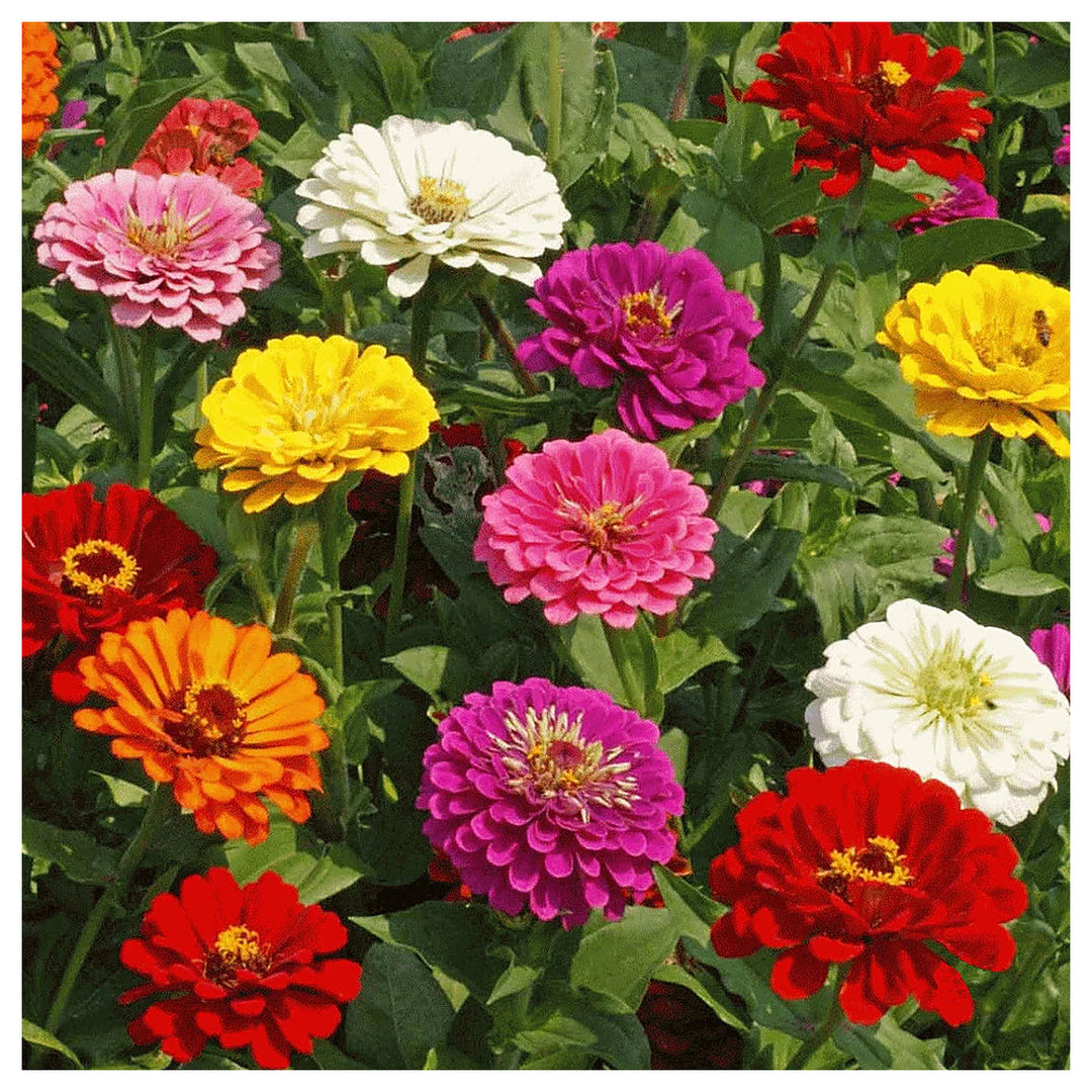Zinnia Elegans Flower Seeds – Mixed Colors, Heirloom &amp; Non-GMO Seeds for Garden Planting | Neera Seeds product photo [neera-v4-03d395c6dc30e54066fe]