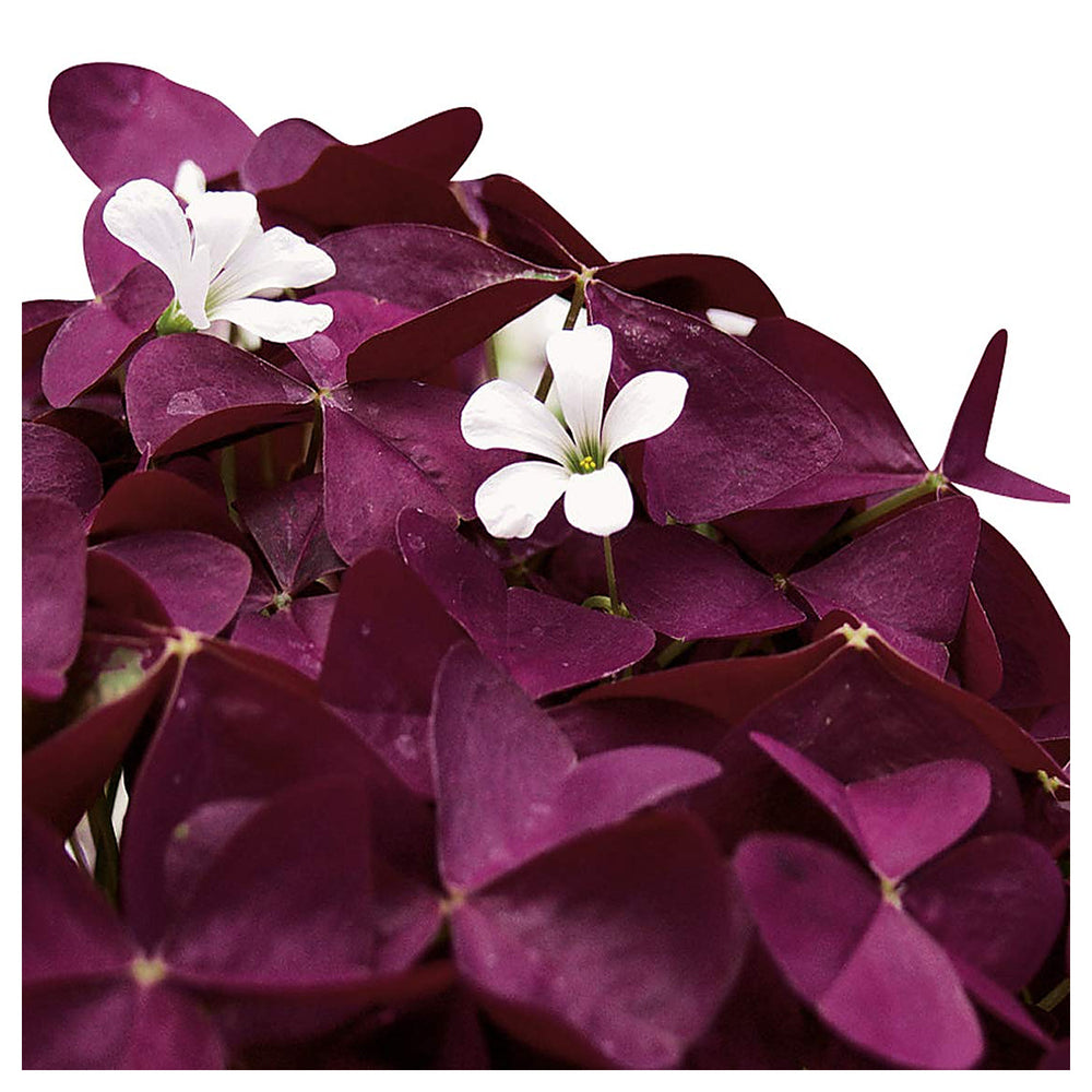 Oxalis Triangularis Flower Seeds – Heirloom, Non-GMO Seeds for Planting Vibrant Purple Blooms | Neera Seeds product photo [neera-v4-03ee76173e42c5581940]