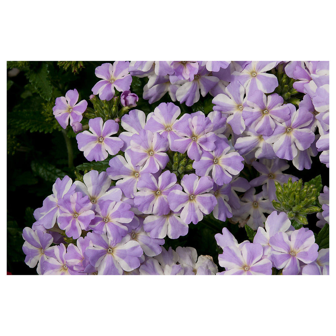 Organic Heirloom White Purple Verbena Flower Seeds – Non-GMO Hardy Seeds for Planting | Neera Seeds product photo [neera-v4-03f4c391145dcb5a772f]