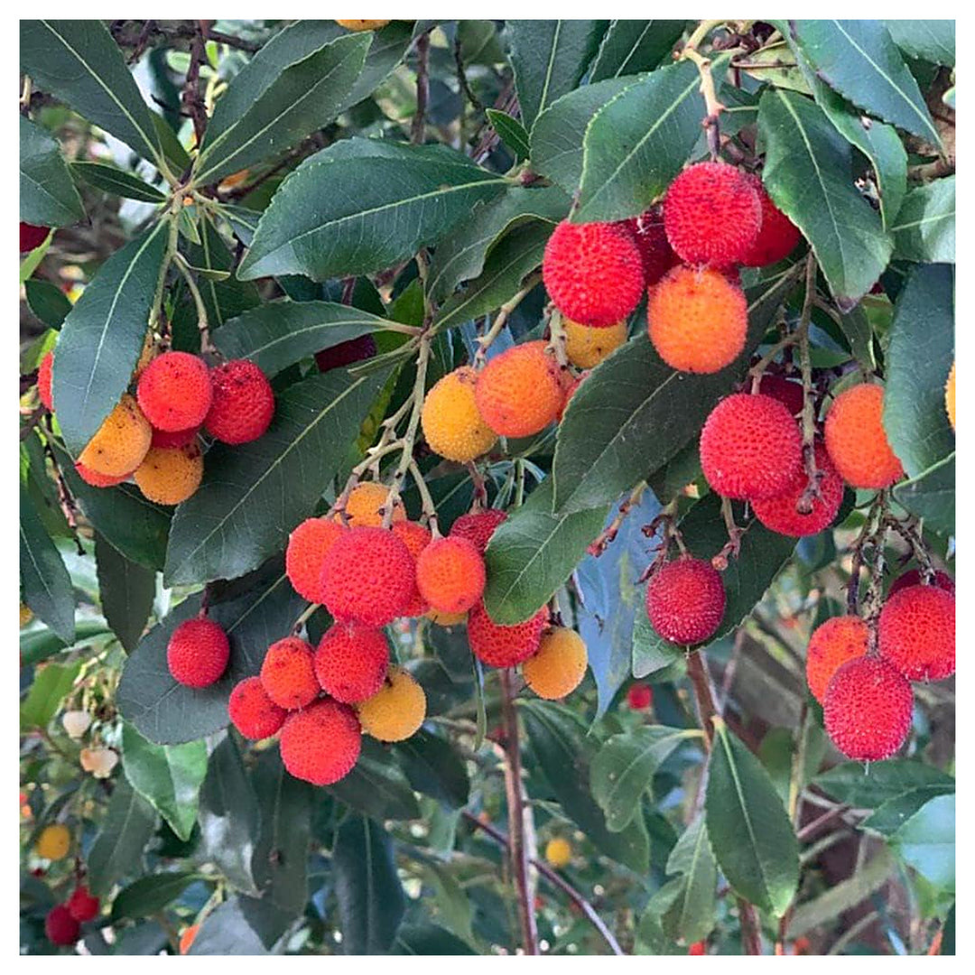 Mixed Bayberry Fruit Seeds for Planting – Rare, Aromatic Fruits, Heirloom & Non-GMO Seeds for Home Garden | Neera Seeds product photo [neera-v4-03f9c8d2dd384b7daee7]