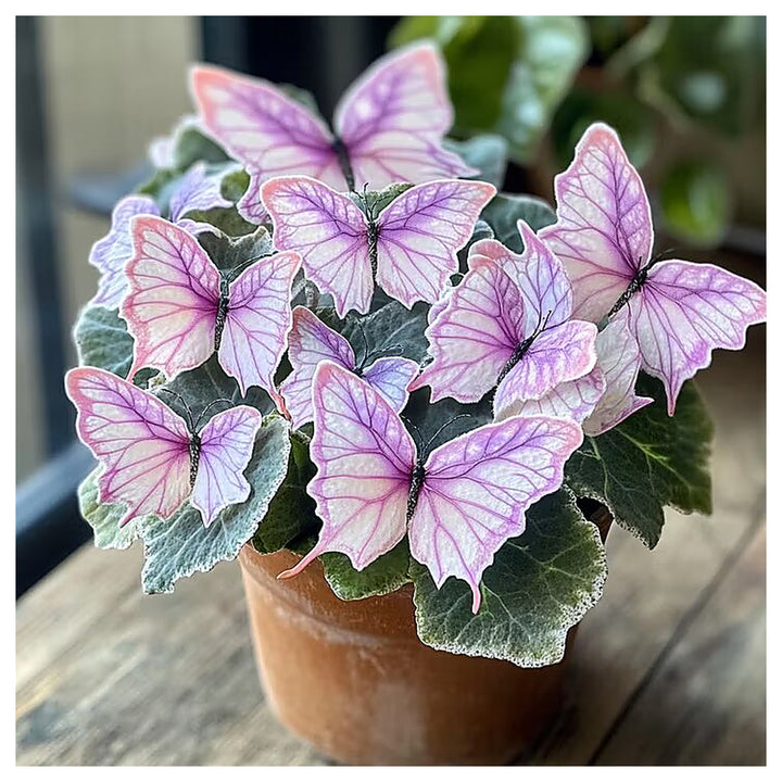 Moonlight Butterfly Begonia Flower Seeds Heirloom Non-GMO High Germination Seeds for Planting | Neera Seeds product photo [neera-v4-03f9d0ee299c30d65444]