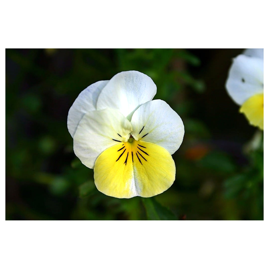 Yellow White Pansy Flower Seeds for Garden Planting – Non-GMO High Germination Organic Garden Seeds | Neera Seeds product photo [neera-v4-04241f0f682982c0d48b]