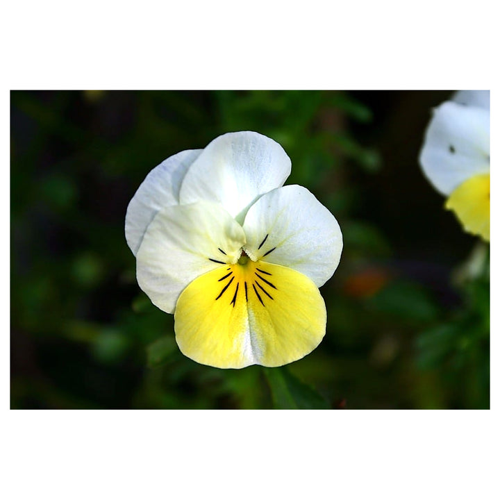 Yellow White Pansy Flower Seeds for Garden Planting – Non-GMO High Germination Organic Garden Seeds | Neera Seeds product photo [neera-v4-04241f0f682982c0d48b]